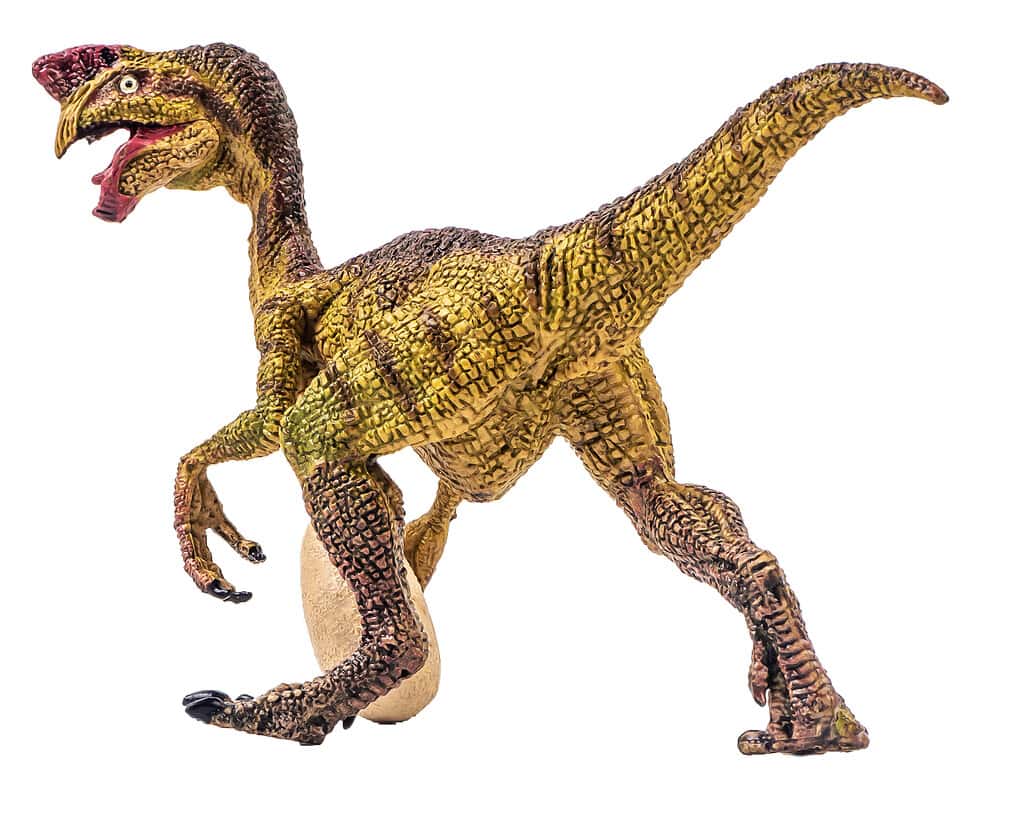 Oviraptor   , dinosaur on isolated background . Clipping path
