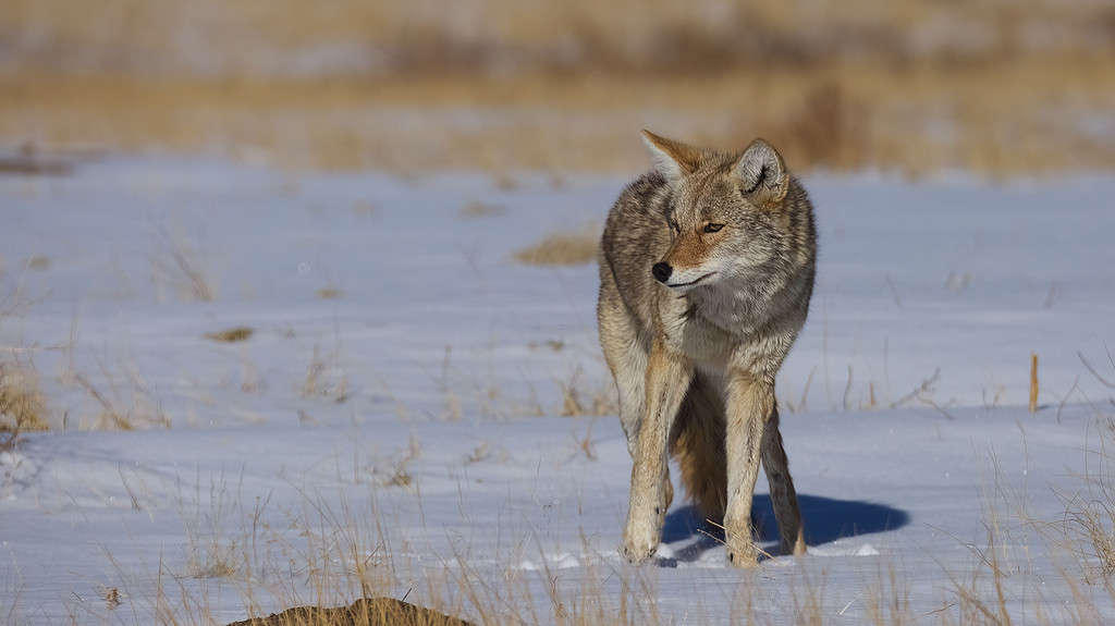 Coyote (Canis latrans) in a snowy field in Colorado, USA
