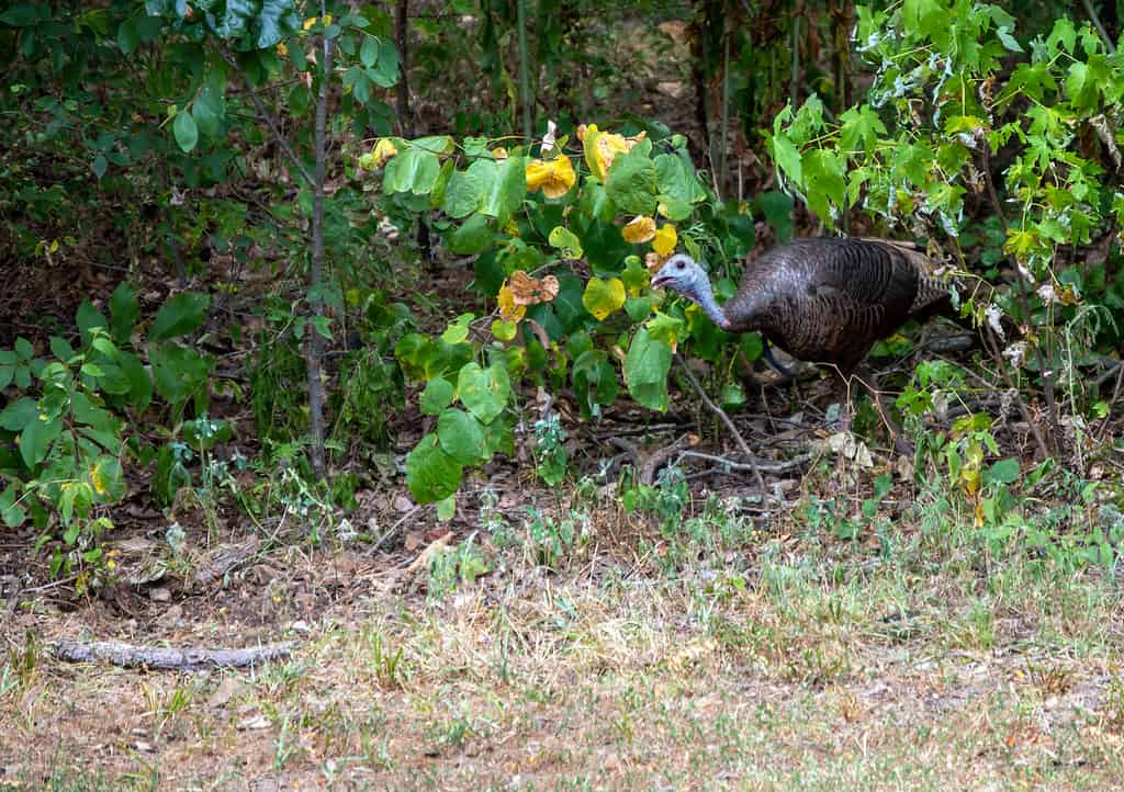 Wild turkey creeps out of the woods