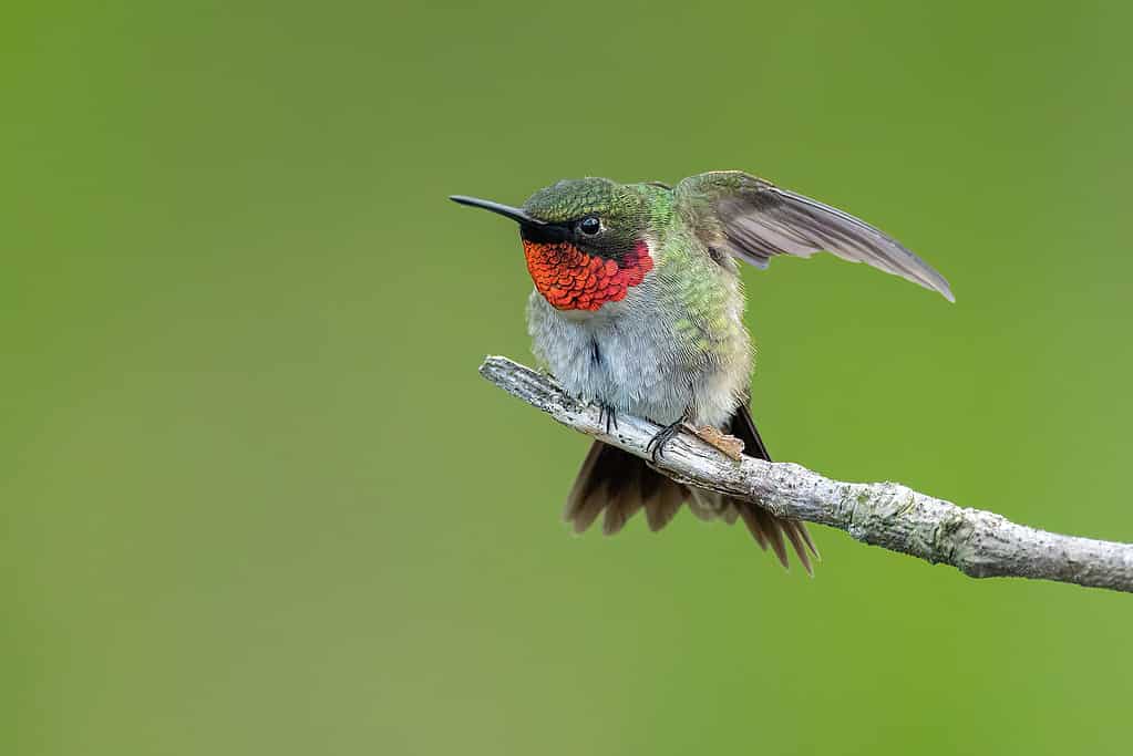 Closeup of the ruby-throated hummingbird. Archilochus colubris.
