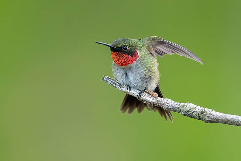 Closeup of the ruby-throated hummingbird. Archilochus colubris.