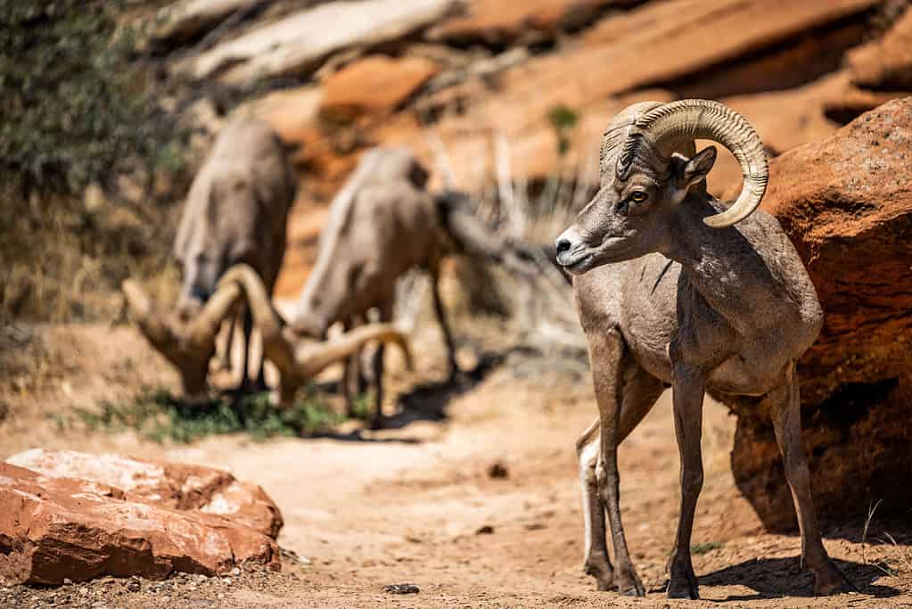 A Wildlife Guide to Grand Canyon National Park - A-Z Animals