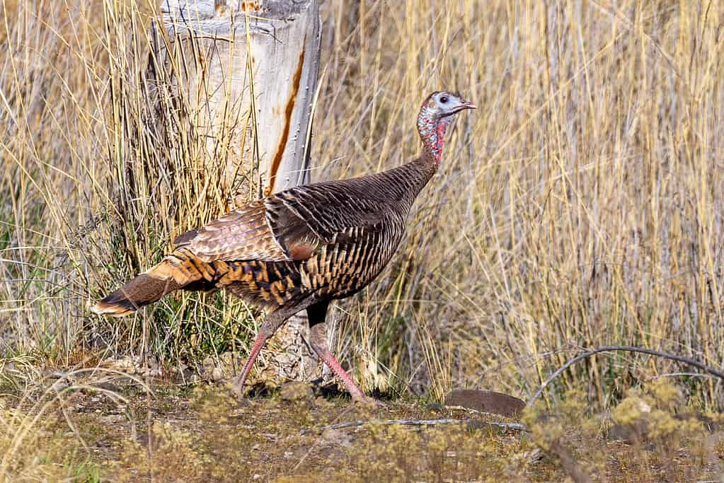 Wild turkey in Eastern Oregon