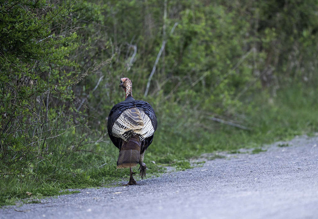 Wild Turkey walking down dirt road #3