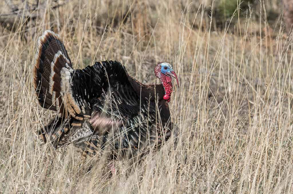 A majestic male Wild Turkey displaying in long dry grass