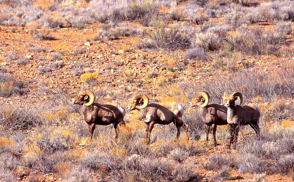 Desert Bighorn Sheep - Red Rock Wildlife Area - New Mexico
