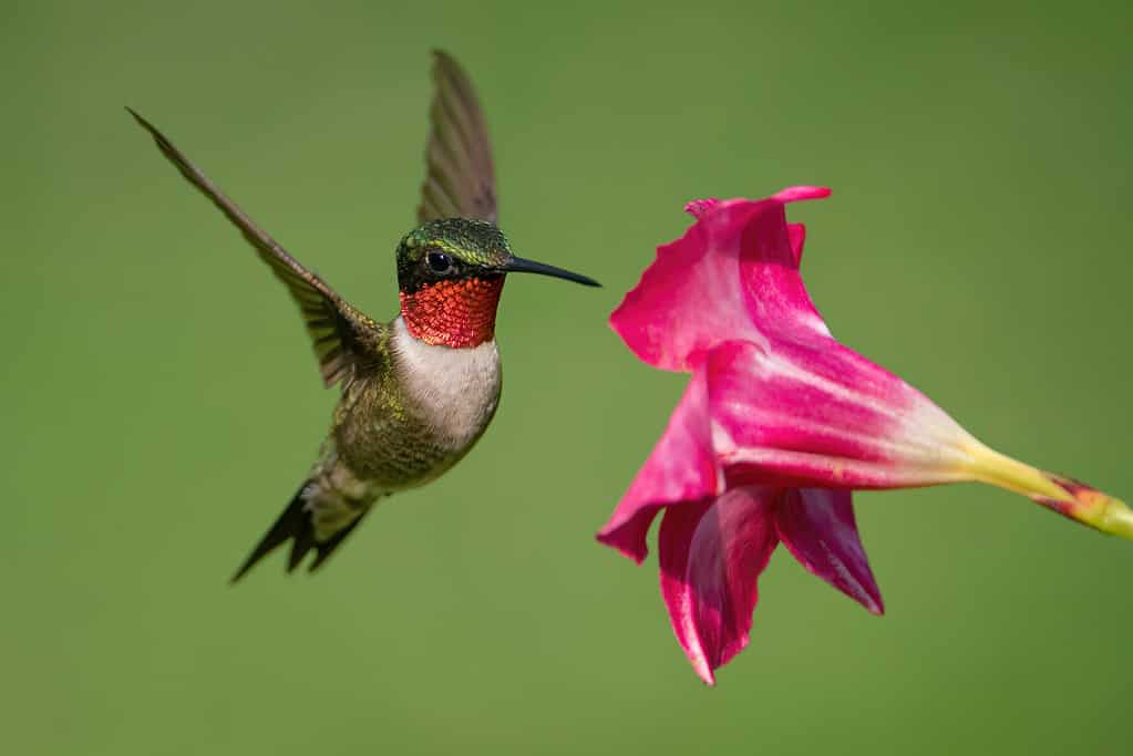 A Ruby-throated Hummingbird Gathering Nectar from a Mandevilla Flower