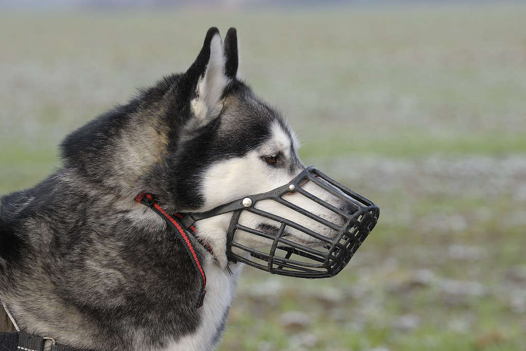 Dog with muzzle