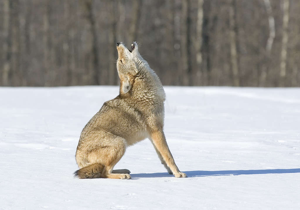 Coyote