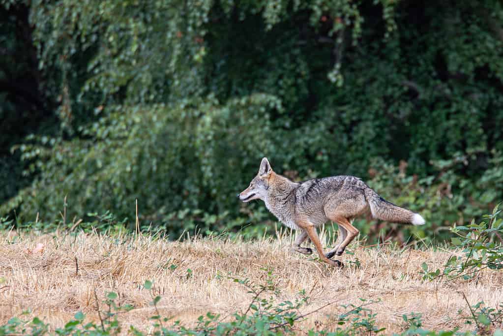 An urban coyote running in Seattle.