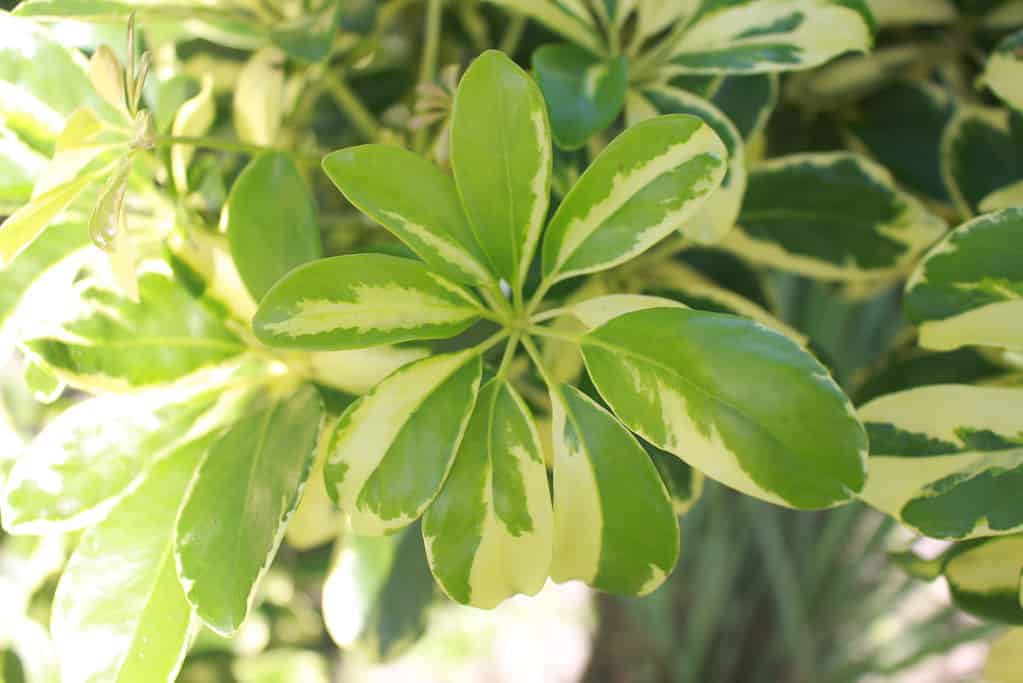Schefflera Arboricola Janine plants or Umbrella Tree
