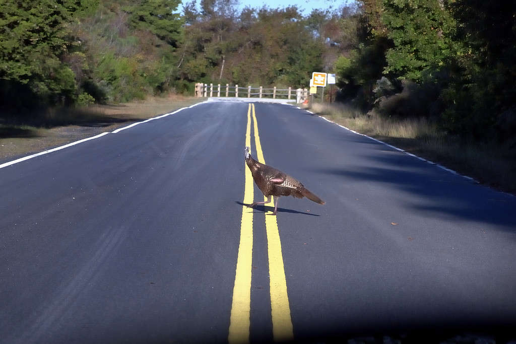 Wild Turkey Crossing Road - Why?