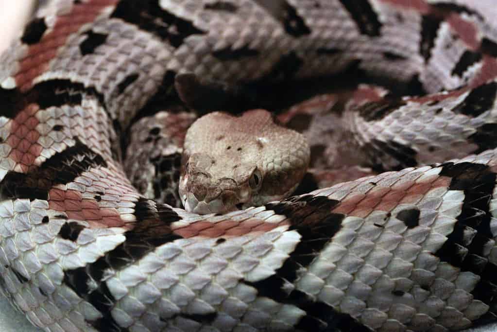 Canebrake Rattlesnake
