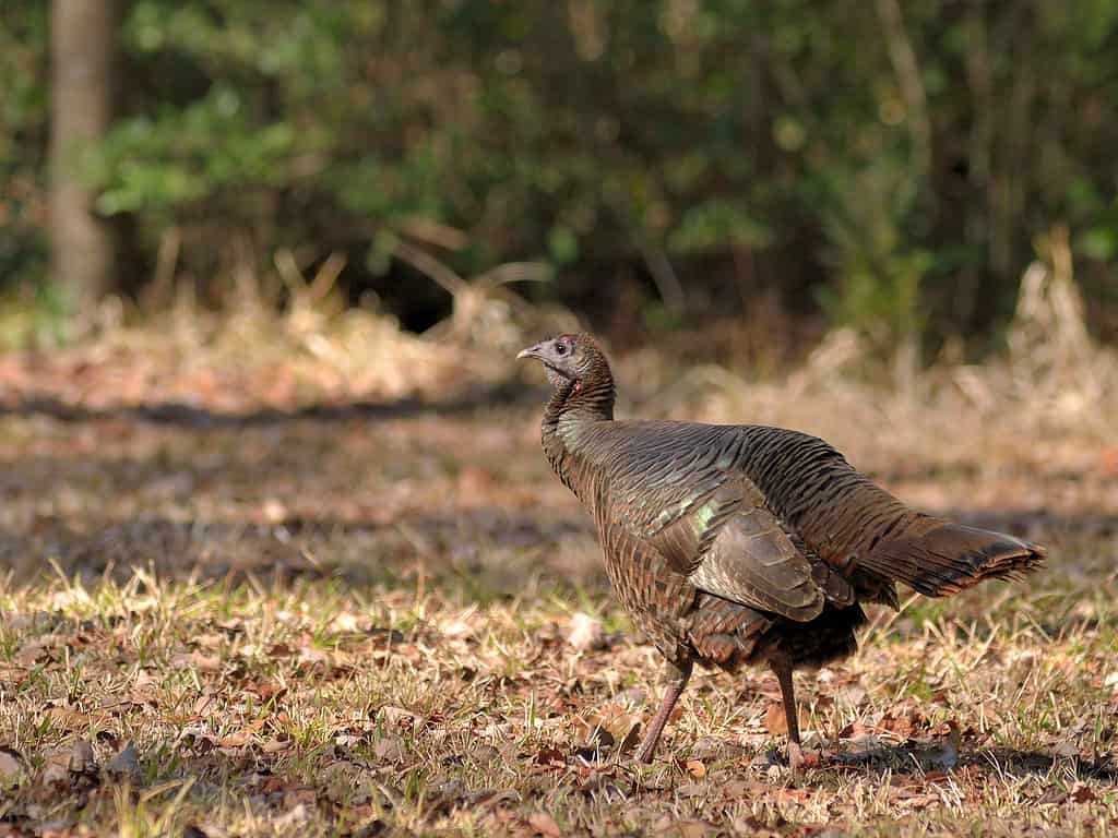 Wild Turkey, Meleagris gallopavo