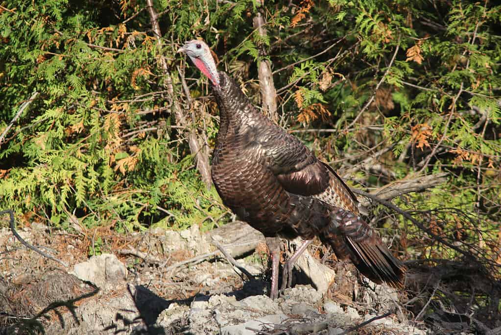 Eastern Wild Turkey
