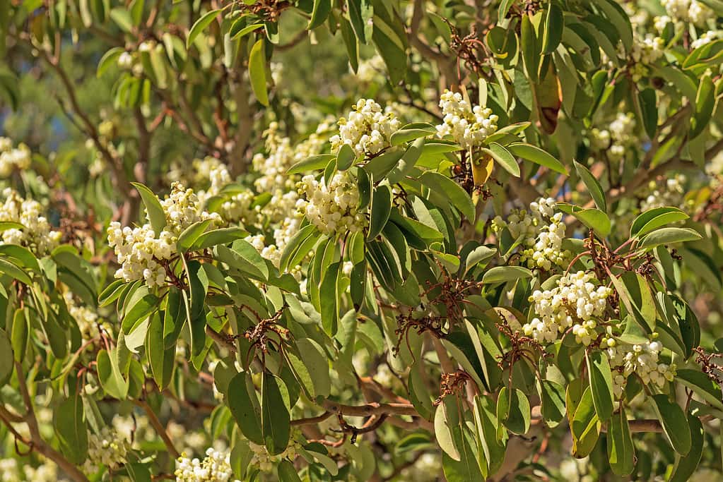 Colorful White Flowers in a Madrone Tree in Spring
