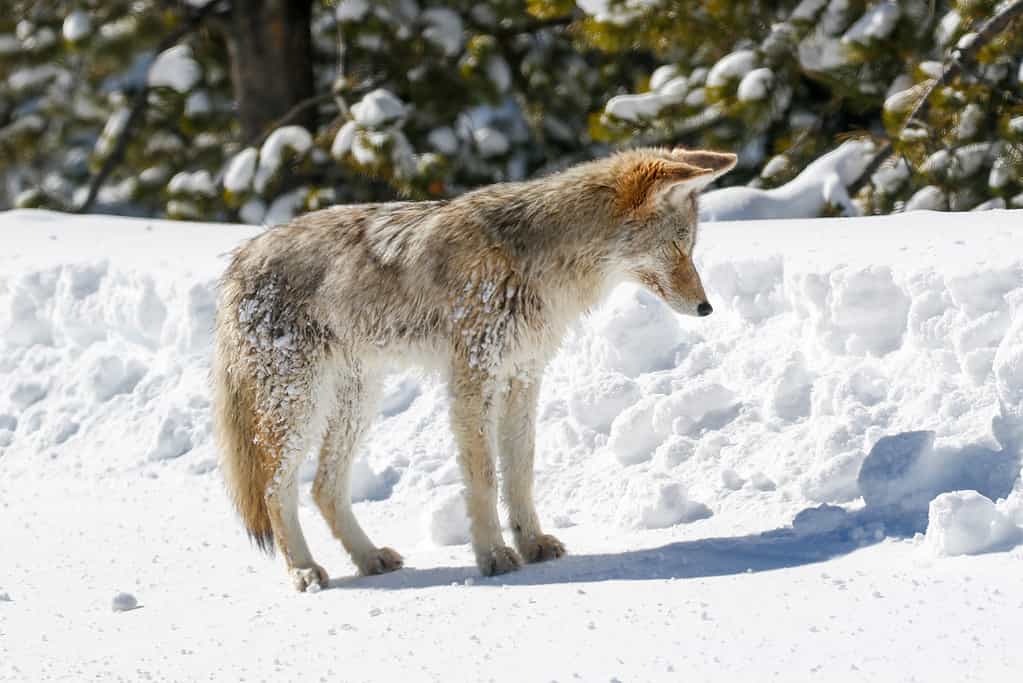Coyote hunting Yellowstone National Park Wyoming