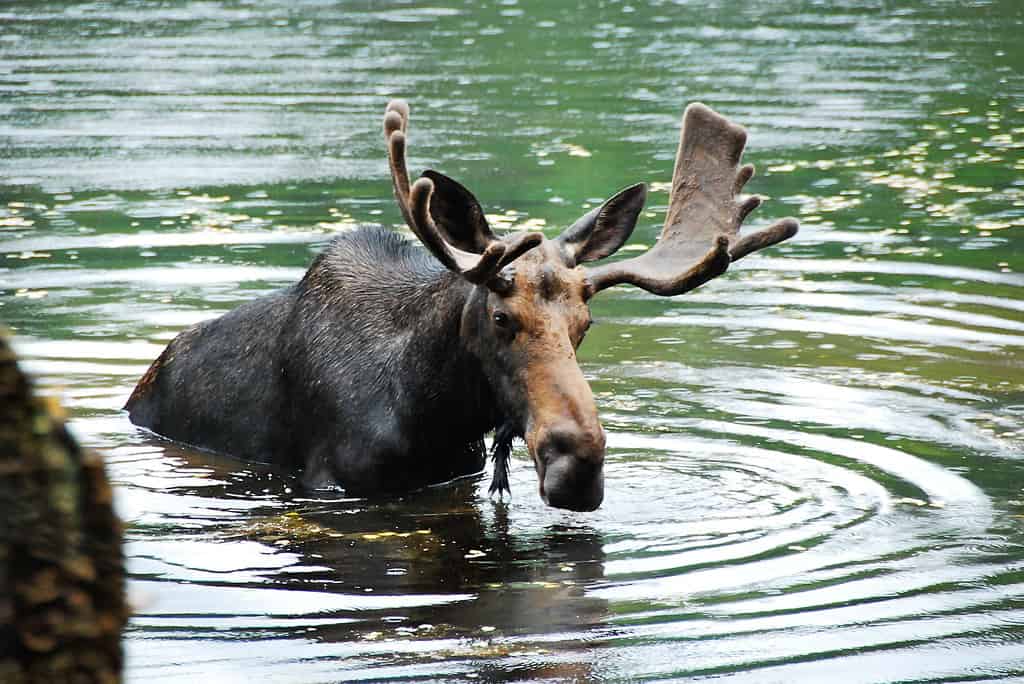 Bull Moose @ Red Eagle Pond