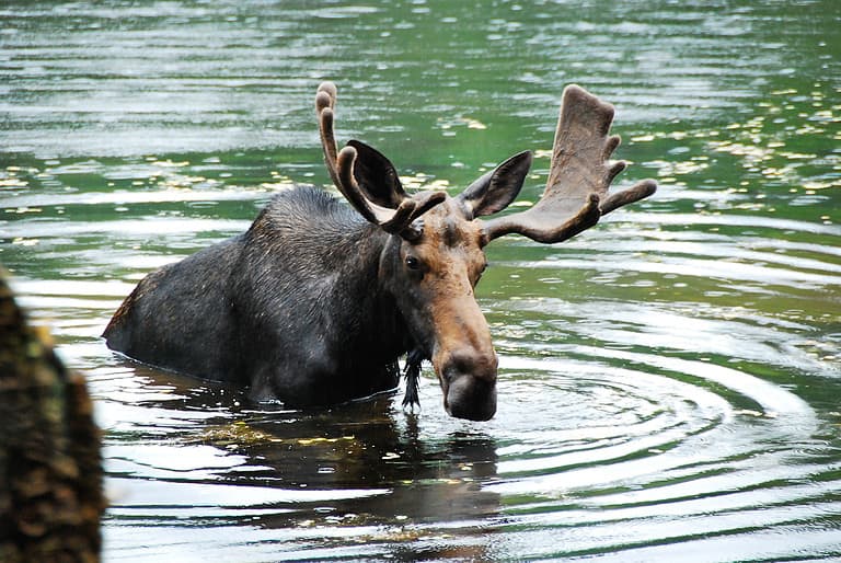 Bull Moose @ Red Eagle Pond