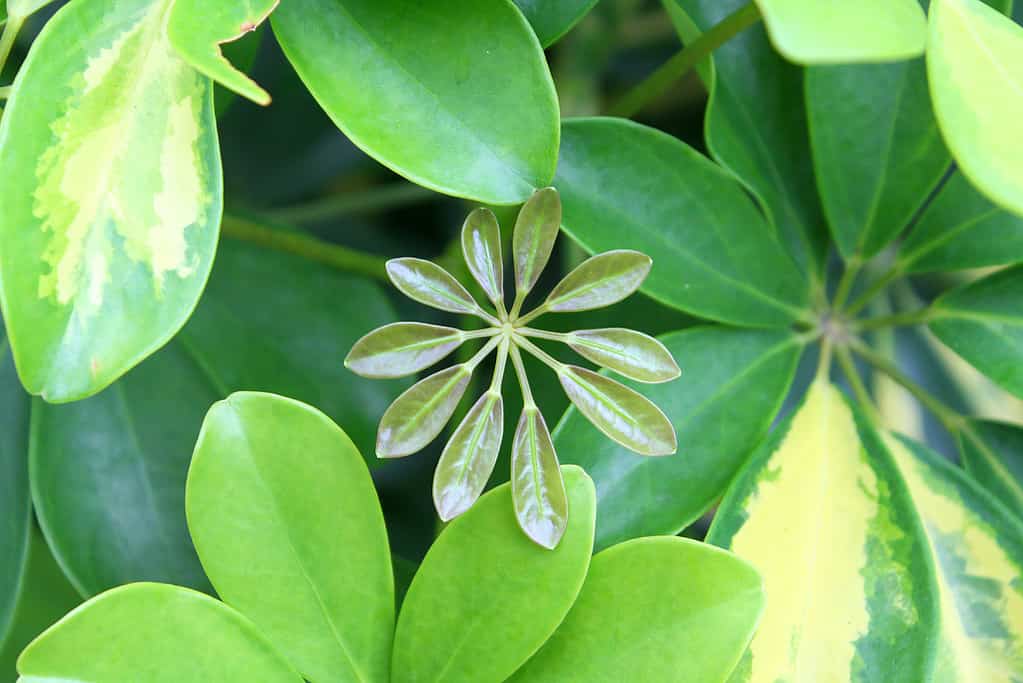 young Schefflera Arboricola leaf
