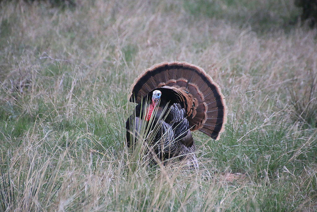 Wild Turkey - Texas