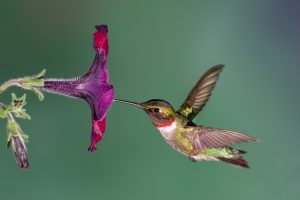 Discover When Hummingbirds Return to Louisiana Picture