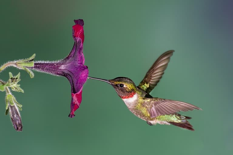 Ruby-throated Hummingbird