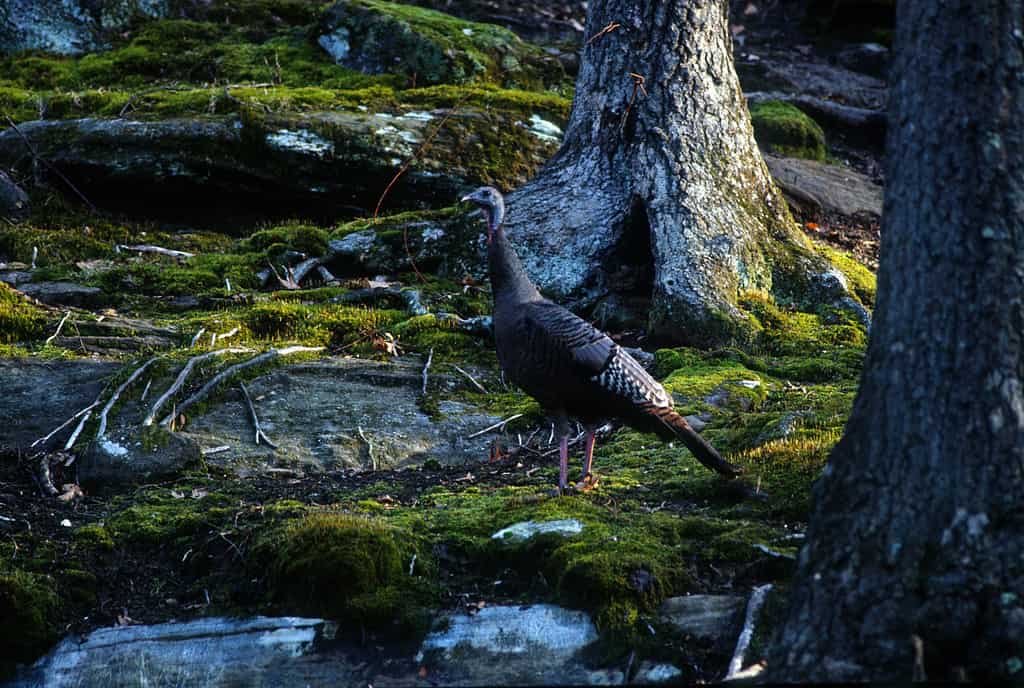 Wild Turkey in Ohio