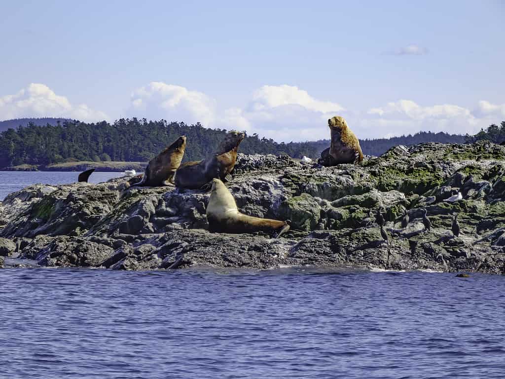 Sea lions in the Pacific Northwest