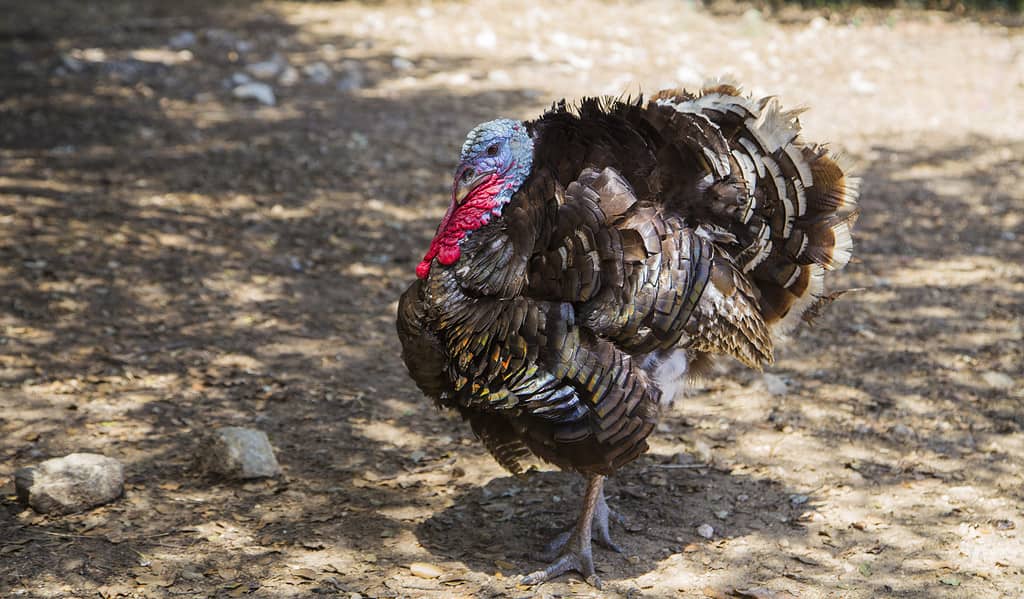 Eastern Wild Turkey gobbling in field