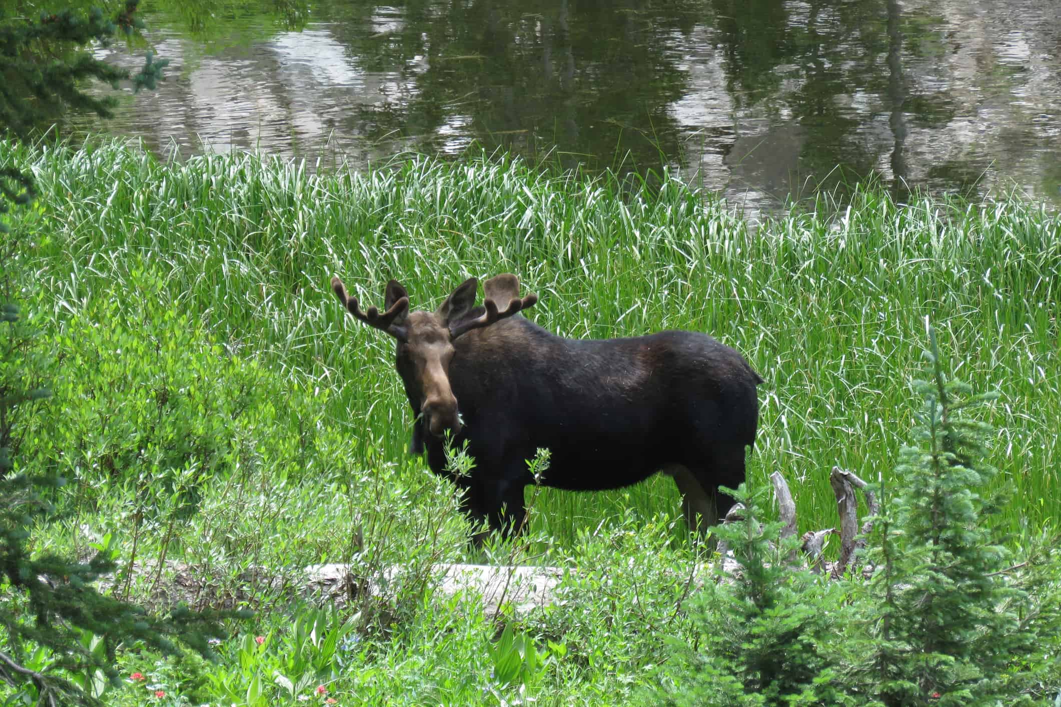 Male moose at Lake Martha