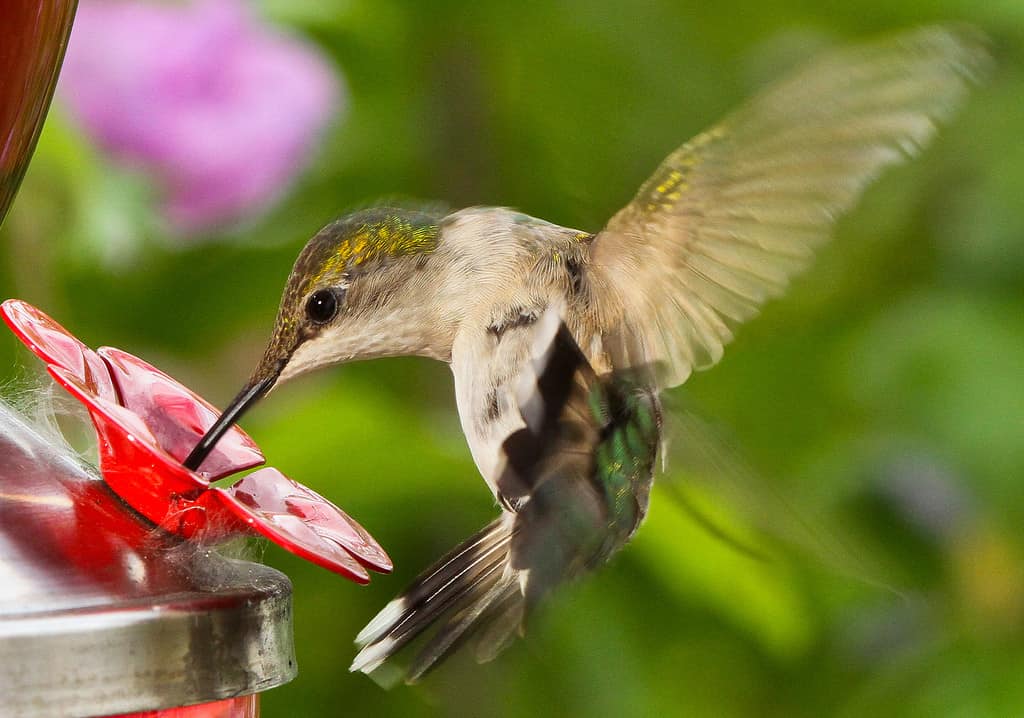 Female Ruby-throated Hummingbird At Feeder