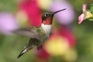 Ruby-throated Hummingbird At A Flower