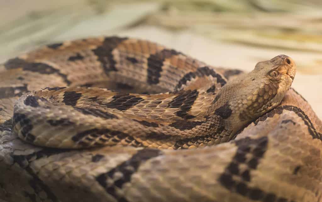 Canebrake Rattlesnake