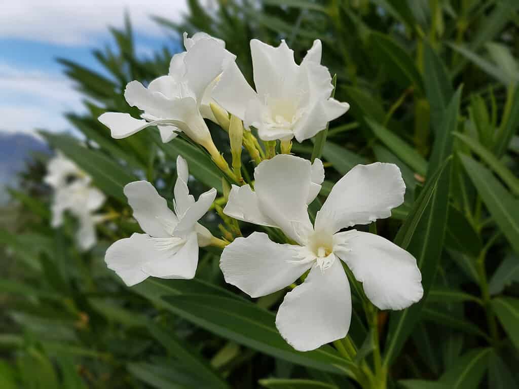 Oleander; Nerium; white,