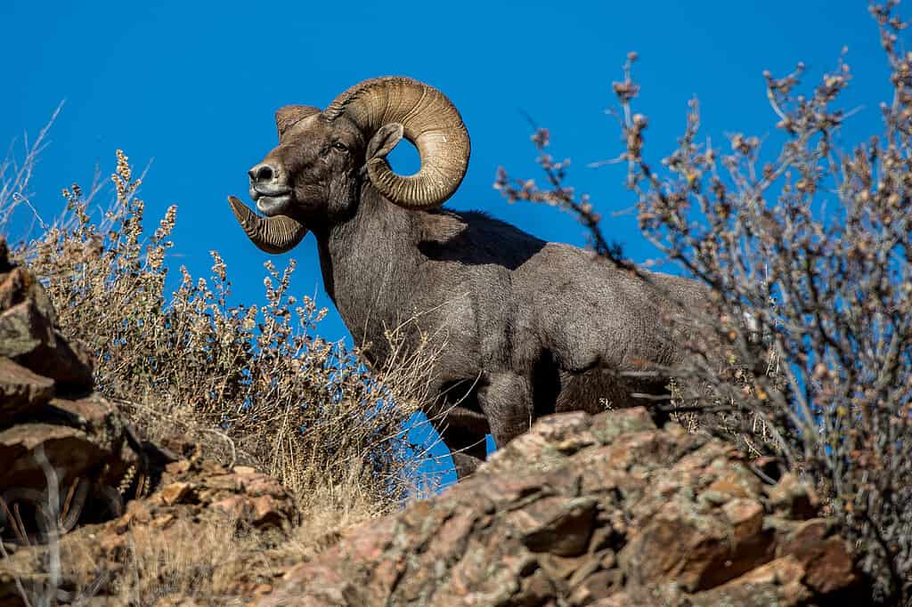 Rocky Mountain Bighorn Sheep