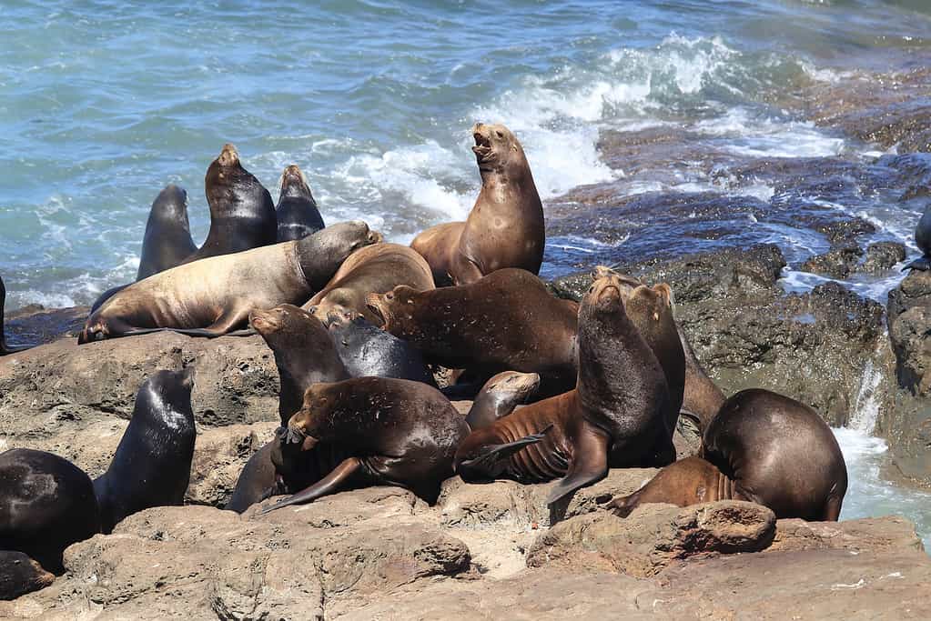 Sea Lions at Cape Arago Cliffs State Park, Coos Bay, Oregon