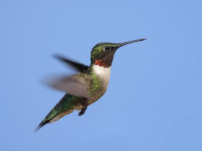 A The Top 6 Reasons Hummingbirds Suddenly Disappeared From Your Yard