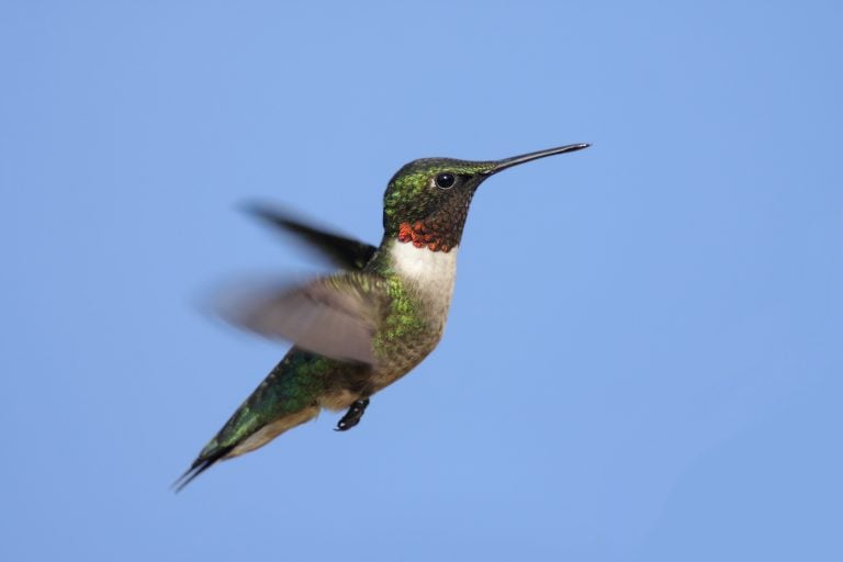 Male Ruby-throated Hummingbird