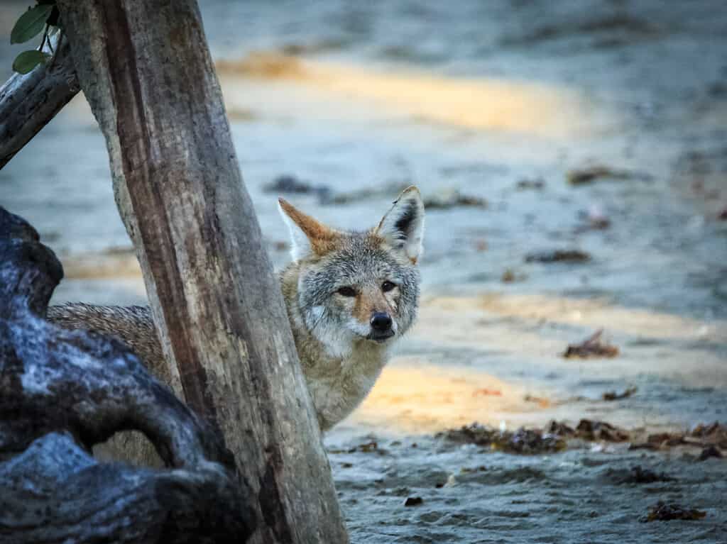 Coyote on the beach