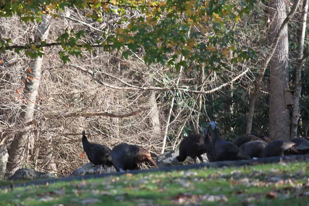 Wild Turkey