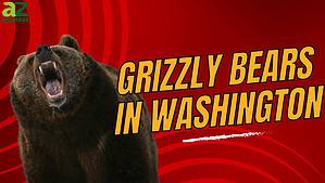 Grizzly Bears in Washington: Where They Live, Risk to Humans, and Diet Picture