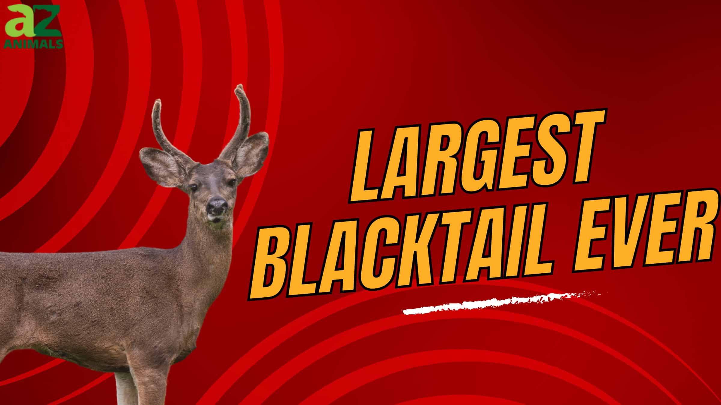 Largest Blacktail