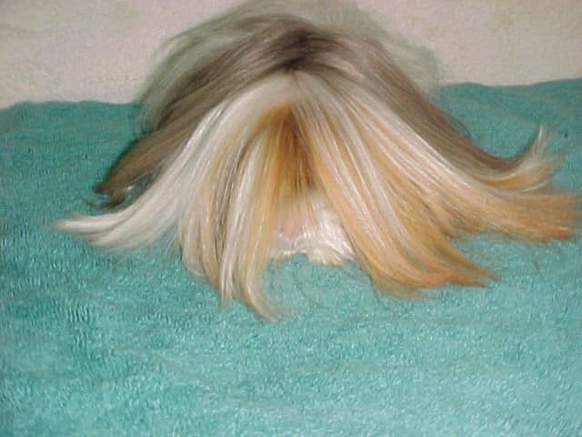 Satin guinea pig