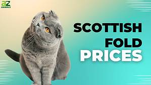 Scottish Fold Prices in 2024: Purchase Cost, Vet Bills, and Other Costs Picture