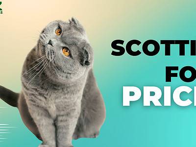 A Scottish Fold Prices in 2024: Purchase Cost, Vet Bills, and Other Costs
