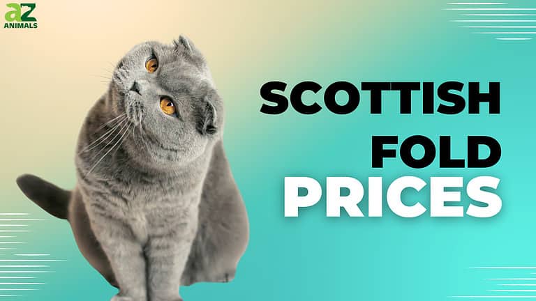 Scottish Fold Prices