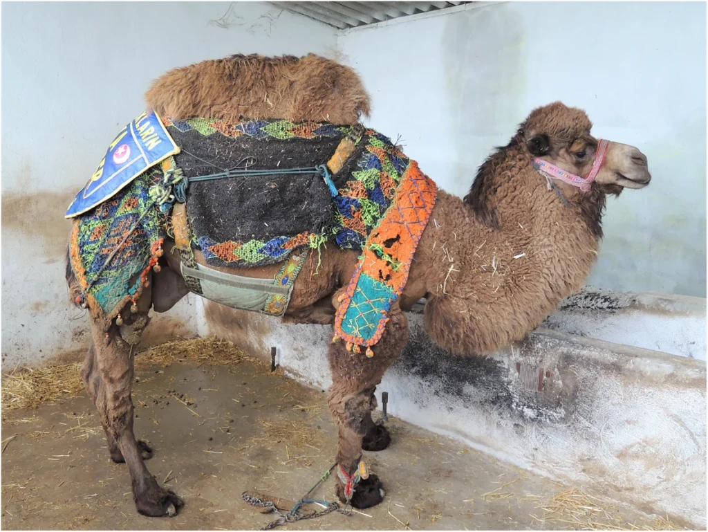 Camel llama hybrid