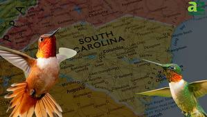 Discover When Hummingbirds Return to South Carolina This Spring Picture