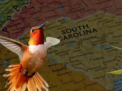 A Discover When Hummingbirds Return to South Carolina This Spring